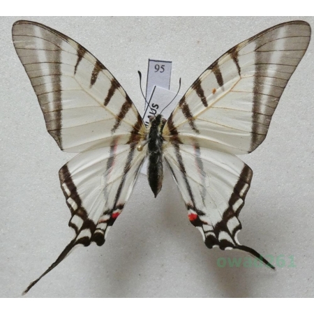 Graphium agesilaus Guerin & Percheron, 1835 Peru 59mm95